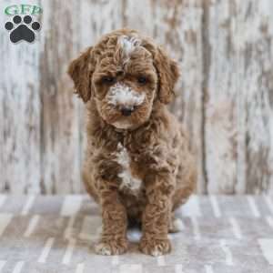 Hudson, Mini Labradoodle Puppy